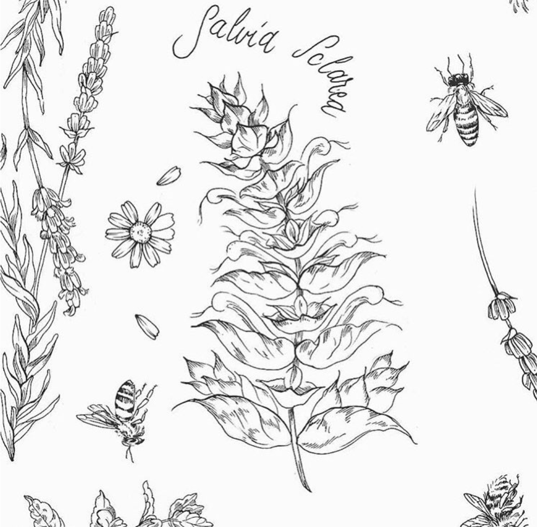 Eterisk olje i fokus: Muskatsalvie / Clary Sage